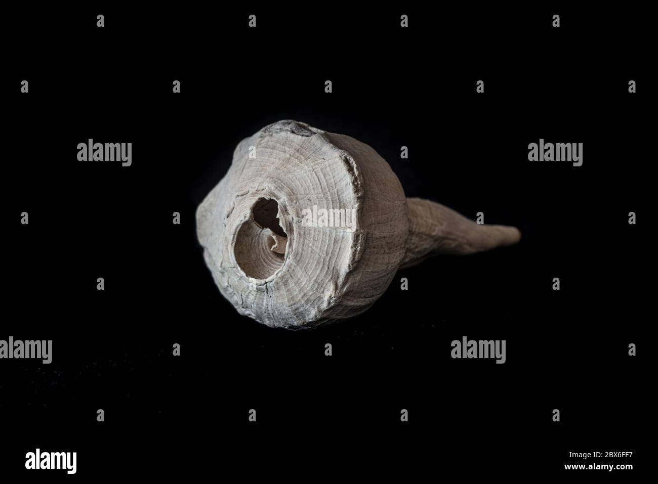 Old sea shell isolated hi-res stock photography and images - Alamy