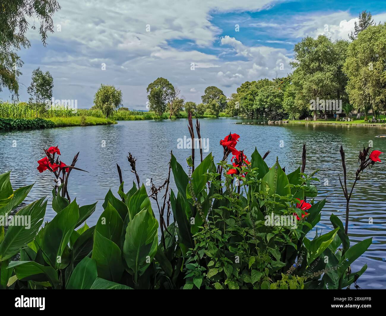 Trees and flowering plants hi-res stock photography and images - Alamy