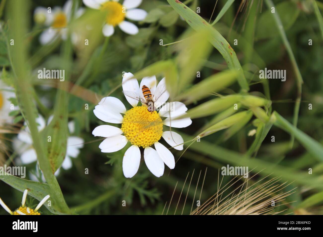 Pollination in plants hi-res stock photography and images - Alamy
