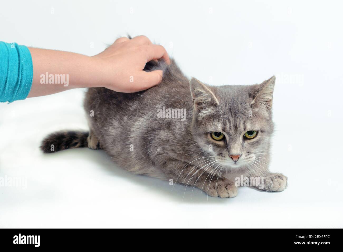female hand stroking a gray cat on a white background Stock Photo