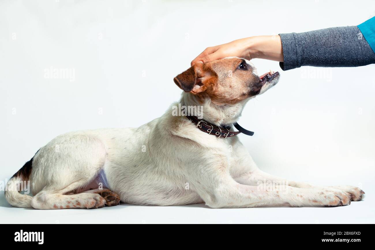 female hand stroking a disabled mongrel dog Stock Photo