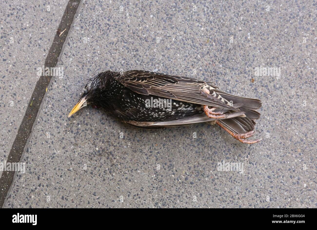 Cracow. Krakow. Poland. Dead starling killed by hitting glass wall of the building. Stock Photo