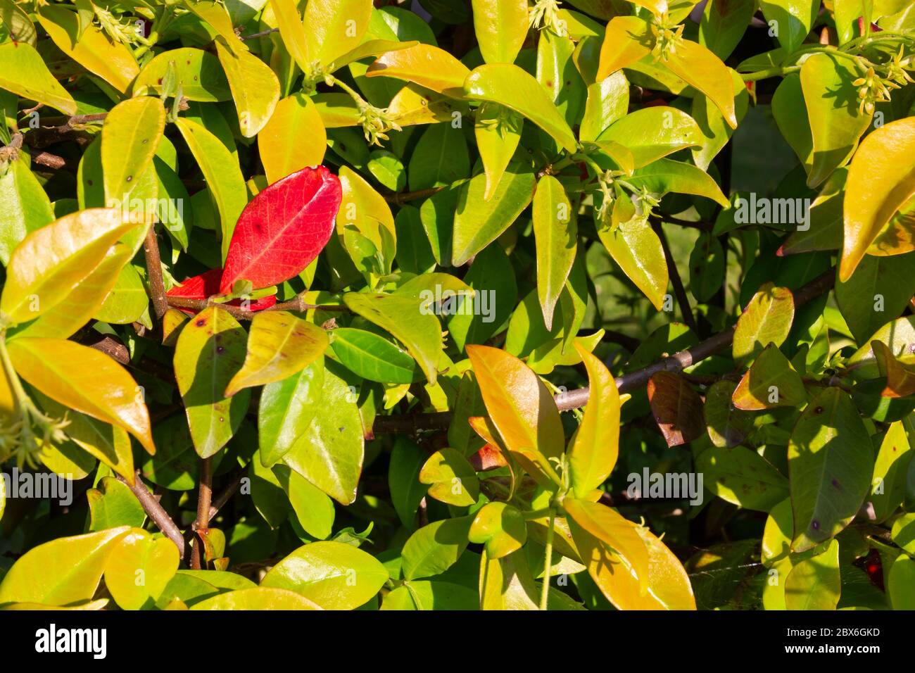 Star Jasmine Leaves Turning Yellow And Red Factory Price ids