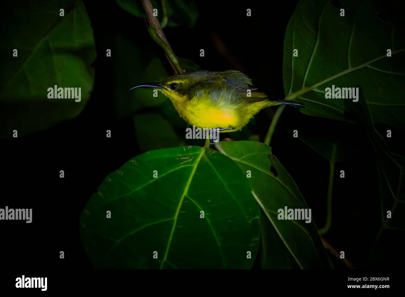 Sleeping  female olive-backed Sunbird in Tangkoko National Park. North Sulawesi, Indonesia. Stock Photo