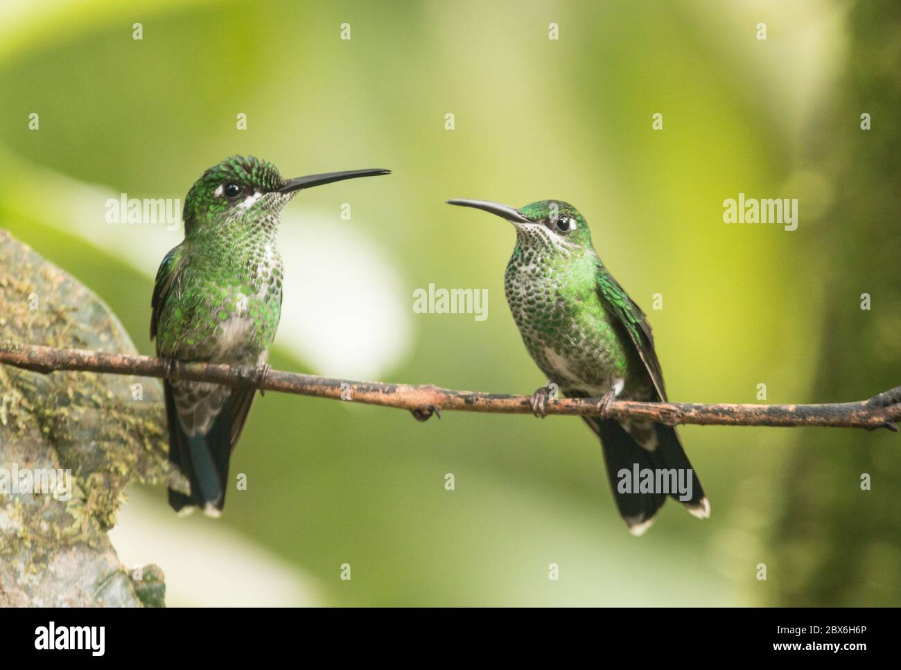 Portrait of two female hummingbirds, Green-crowned Brilliant (Heliodoxa jacula) competing  a perch on a branch in Ecuador Stock Photo