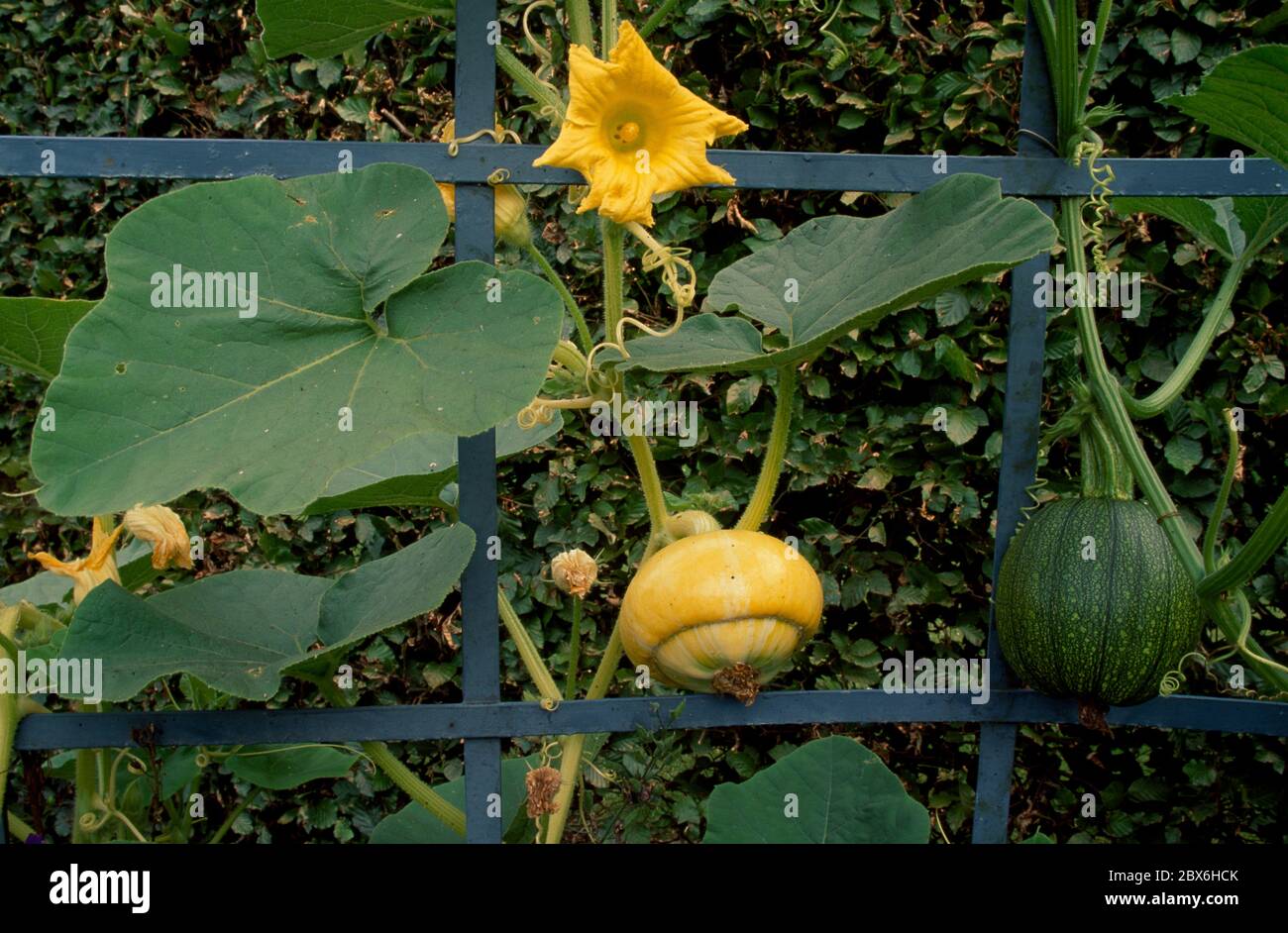 Ornamental gourds growing up green trellis in vegetable garden Stock Photo