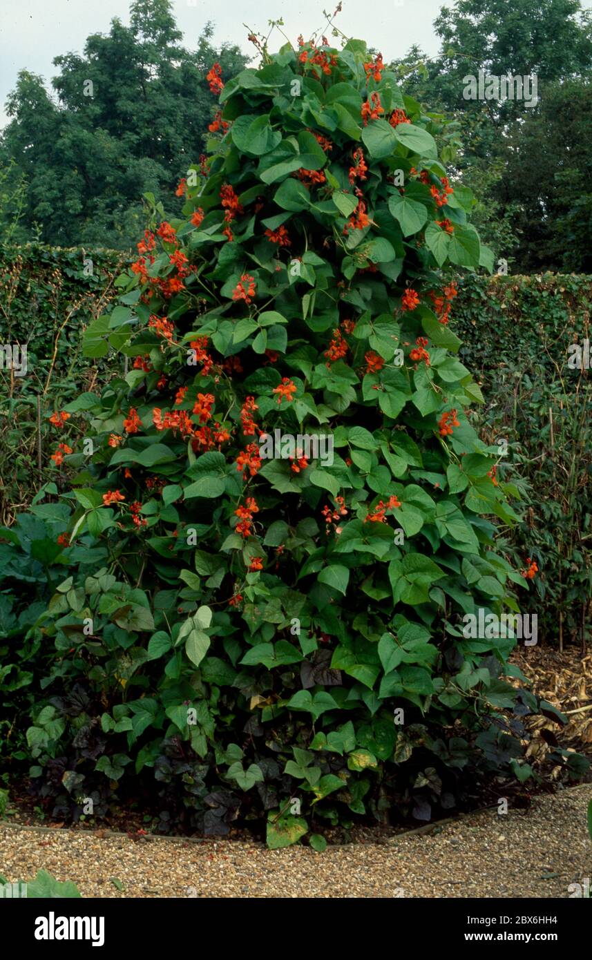 Pyramid of runner beans in flower Stock Photo