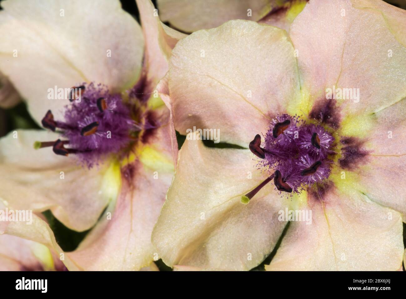 Flower of Moth Mullein (Verbascum blattaria) Stock Photo