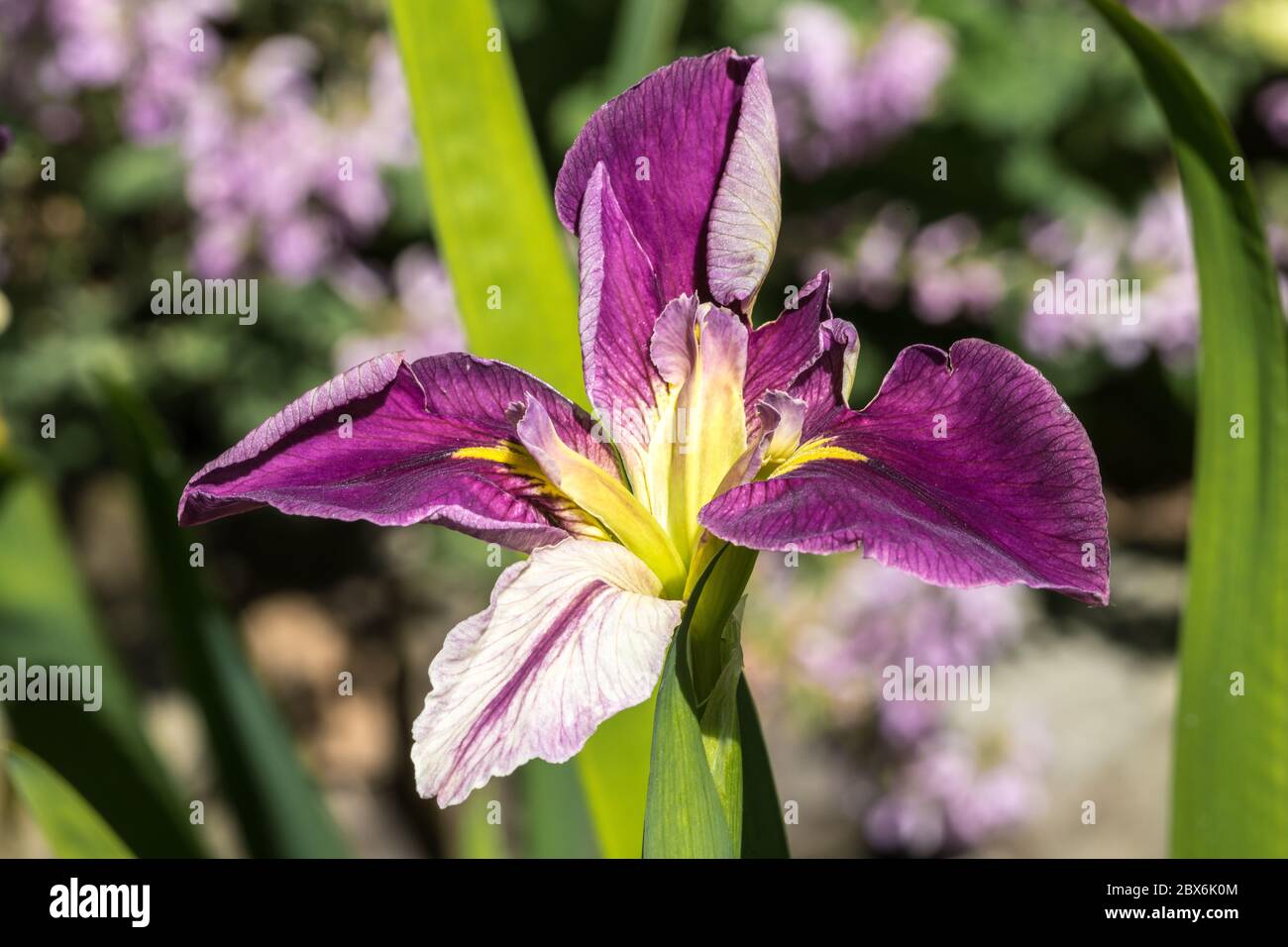 Japanese Water Iris (Iris ensata Stock Photo - Alamy