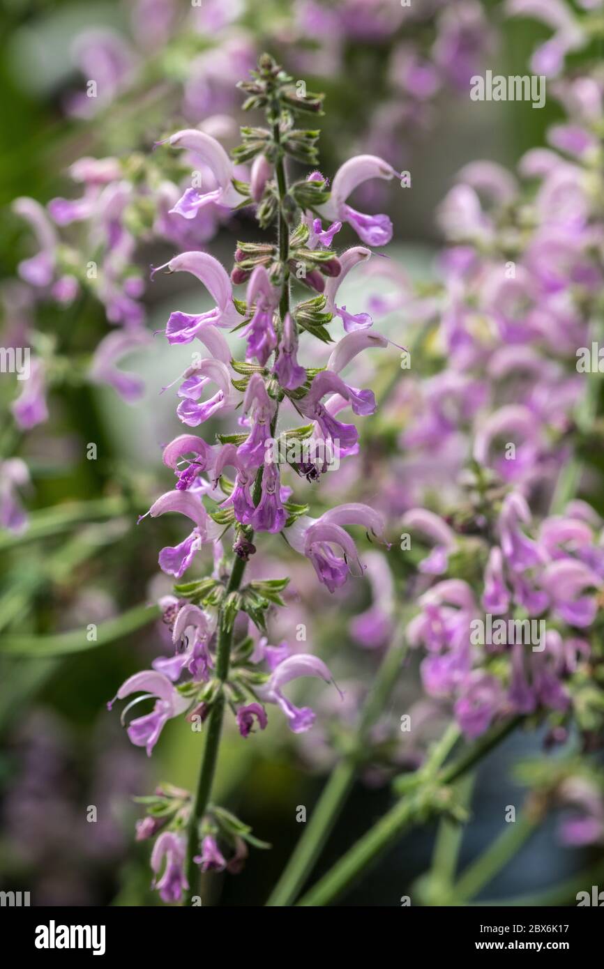 Purple Salvia Flowers (Salvia nemorosa Stock Photo - Alamy