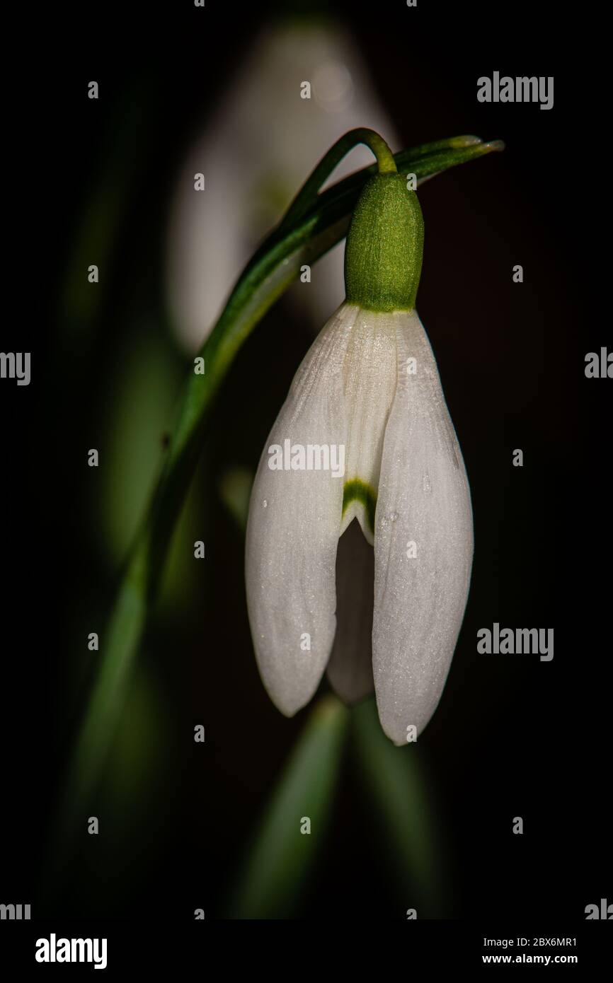Snowdrop flower Stock Photo