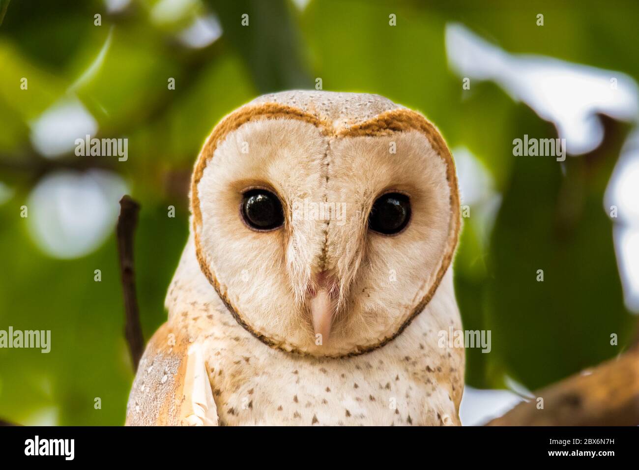 portrait shot of barn owl Stock Photo