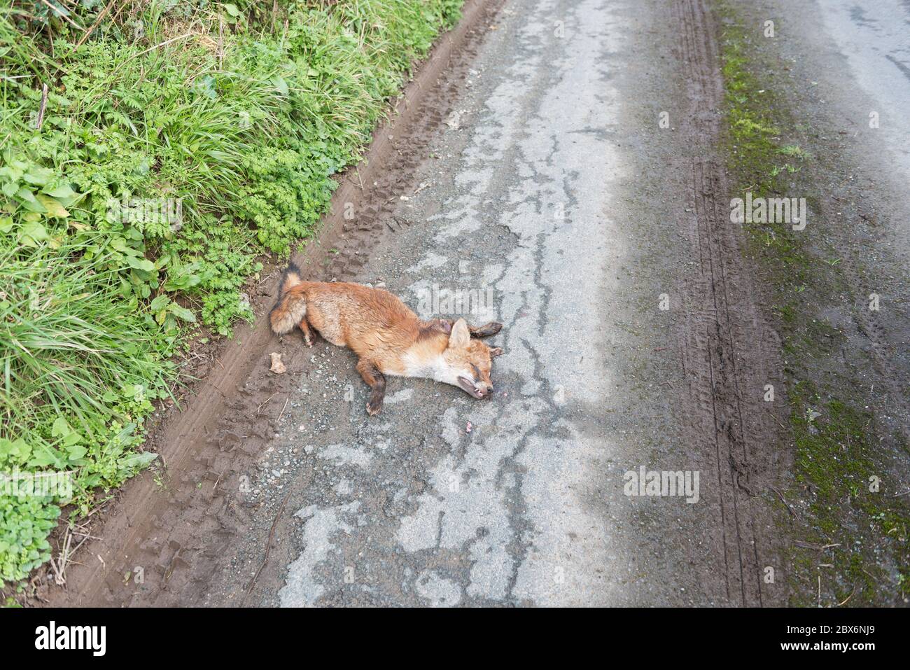 Roadkill dead fox lying below hedge by side of quiet Devon lane Stock