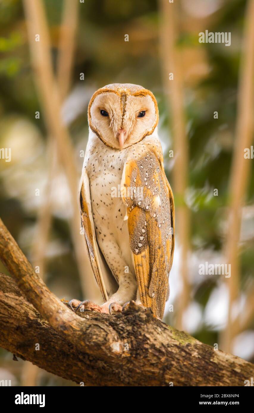 barn owl perched on a tree Stock Photo