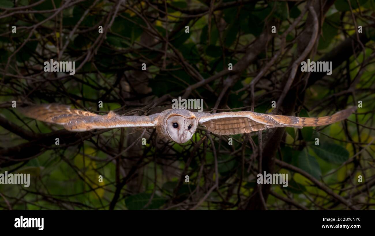 flying shot of barn owl Stock Photo