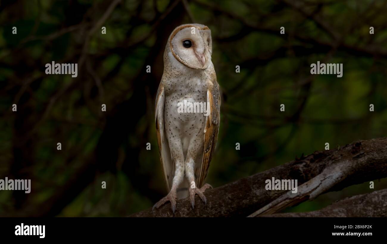 barn owl perched on a tree Stock Photo