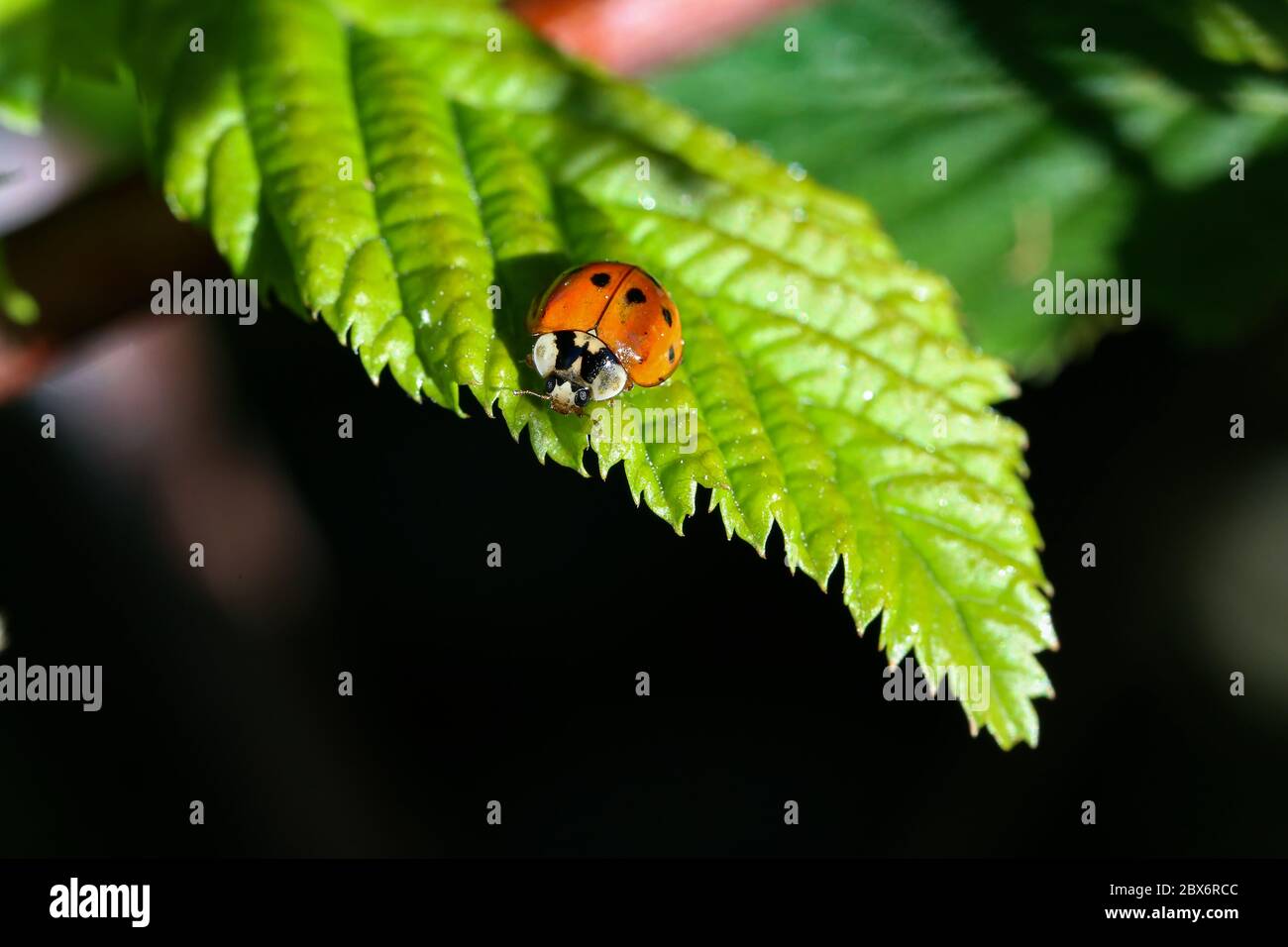 Ladybug on green leaf in a sunny day Stock Photo