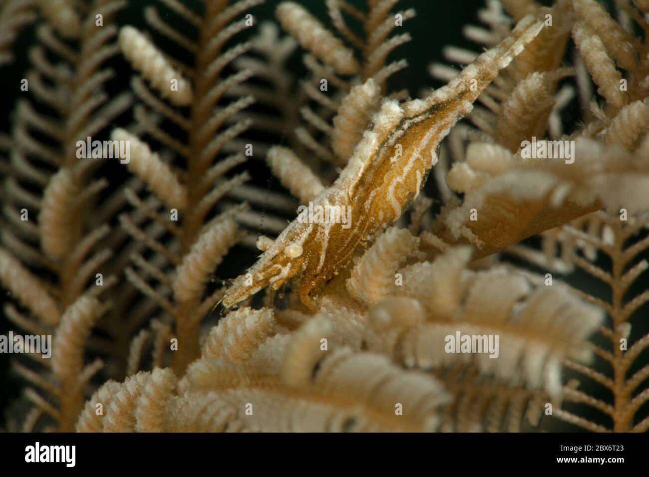 Commensal shrimp   (Hippolyte sp.) with hydroid Aglaophenia cupressina. Underwater macro photography from Romblon, Philippines Stock Photo