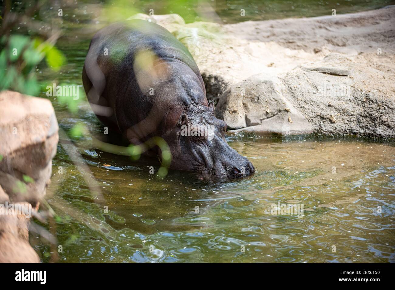 Hippo cools down in water Stock Photo