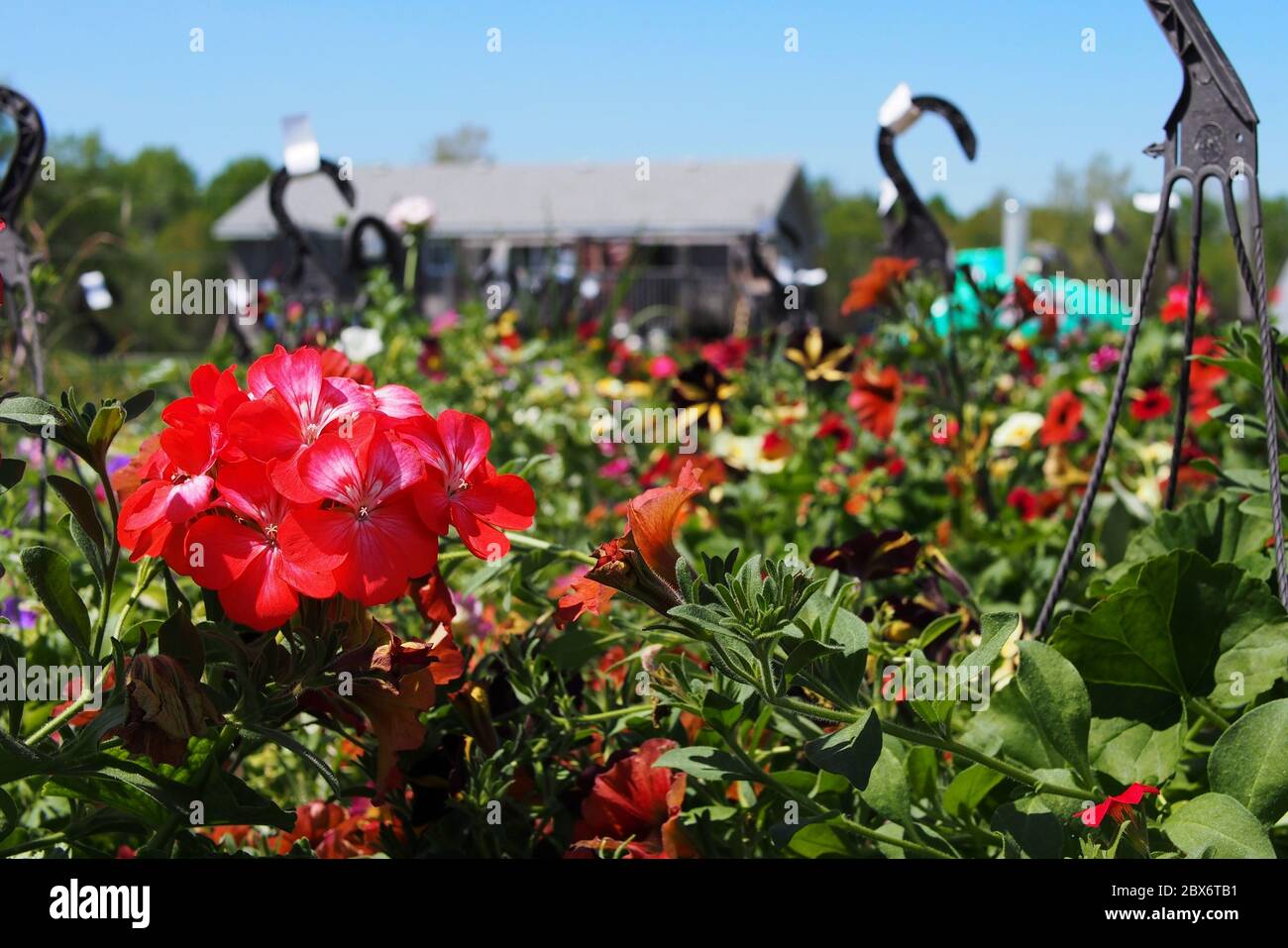 Plants For Hanging Baskets High Resolution Stock Photography And Images Alamy
