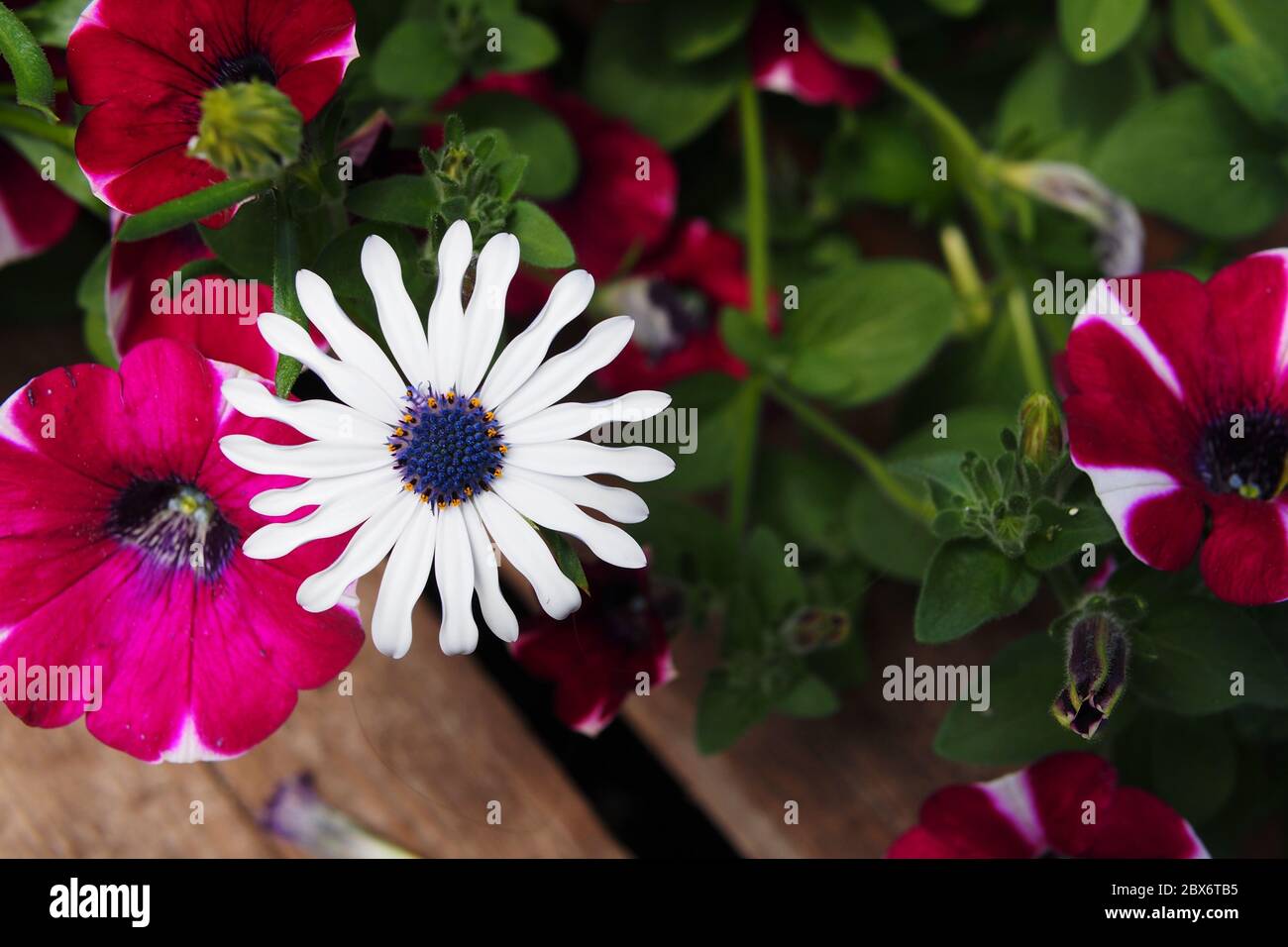 A white african daisy (Osteospermum) and other flowers in a planted pot