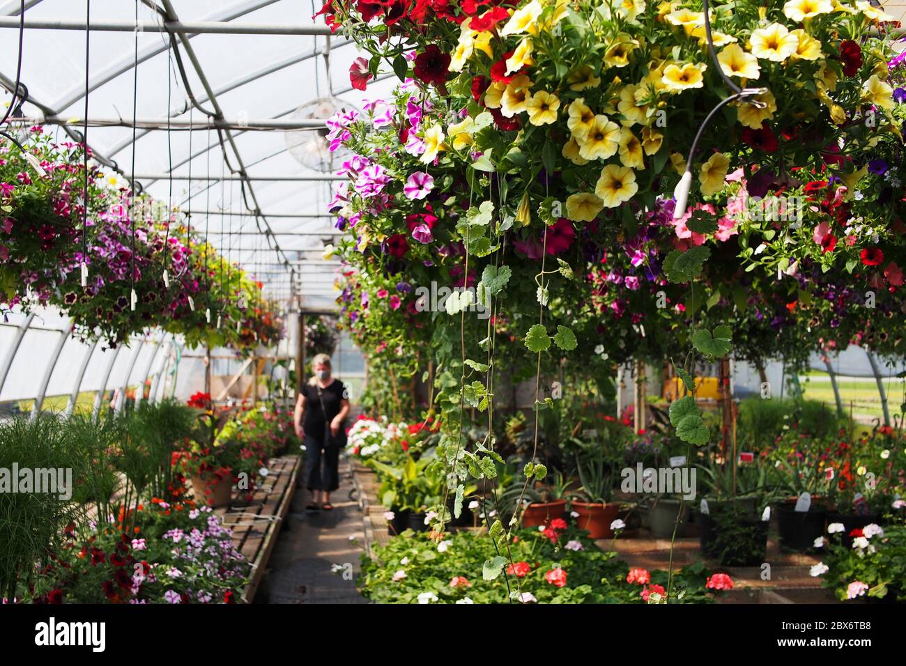 The hanging flower baskets and pots greenhouse at Rochon Garden (local