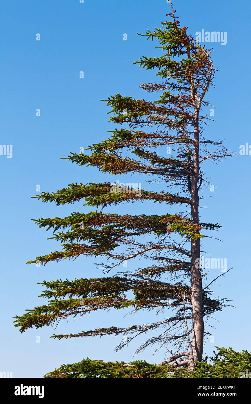 White spruce tree 'windsailed' or 'flagged' by strong winds. Continual exposure to fierce, freezing winds causes vegetation to be stunted and deformed Stock Photo