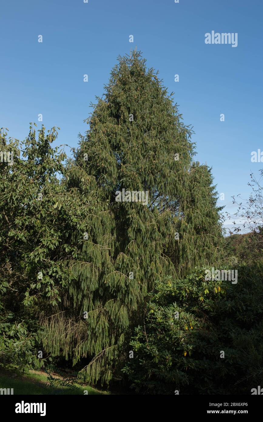 Autumn Foliage of the Sikkim Spruce Tree (Picea spinulosa) with a Bright Blue Sky Background in a Garden in Rural Devon, England, UK Stock Photo