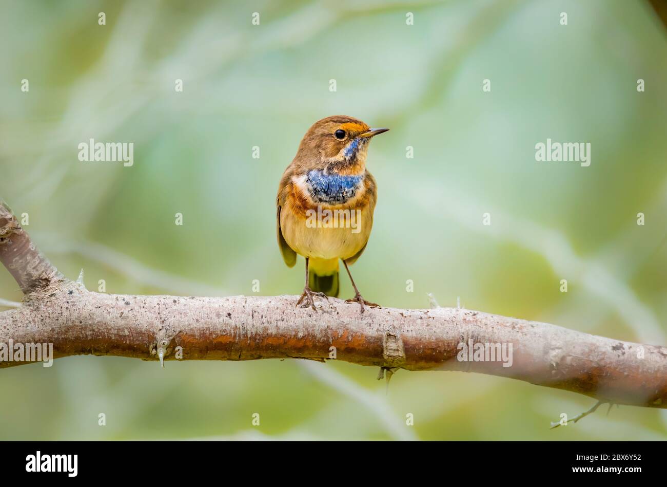 Beautiful shot of bluethroat bird a member of the thrush family Turdidae Stock Photo