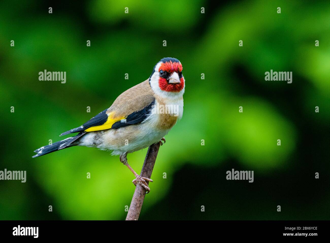 Goldfinch bird hires stock photography and images Alamy