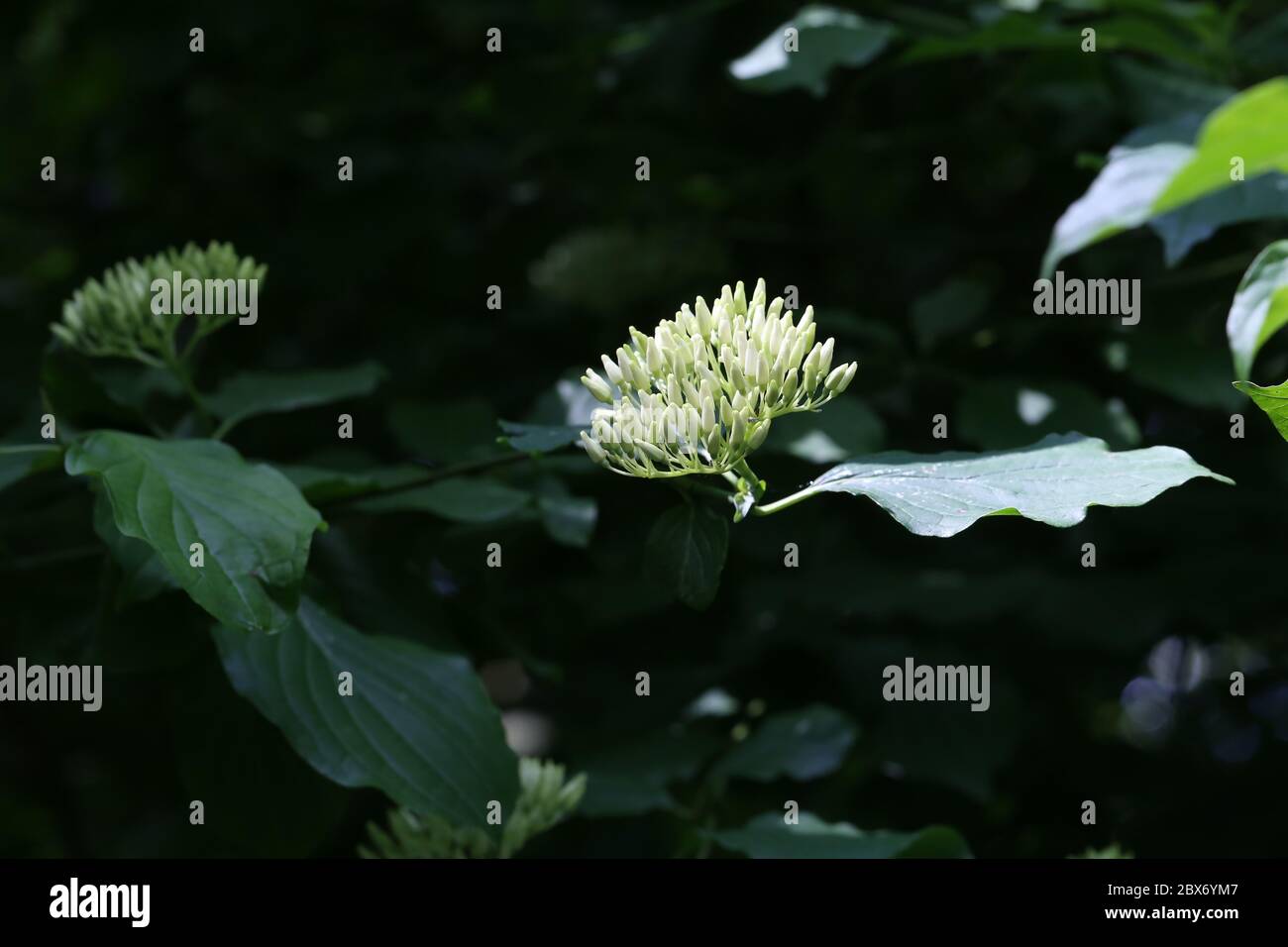 Cornus controversa in bloom in the arboretum Stock Photo