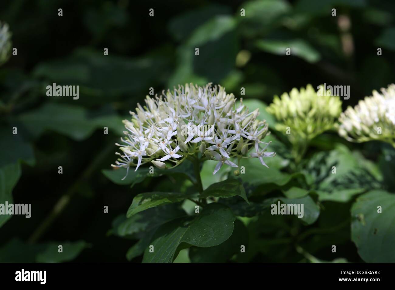 Cornus controversa in bloom in the arboretum Stock Photo