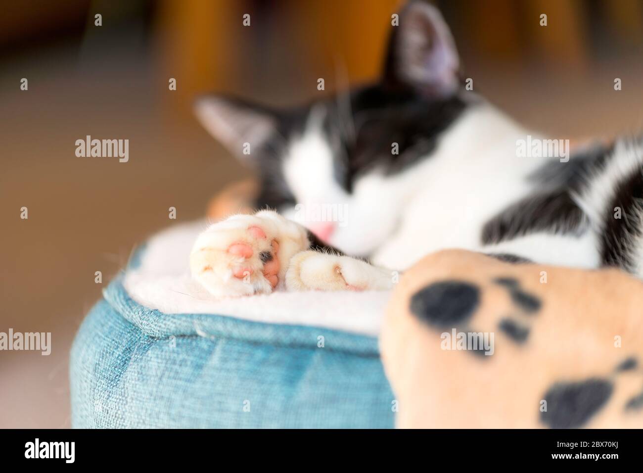 Portrait of cat sleeping on the bed Stock Photo - Alamy