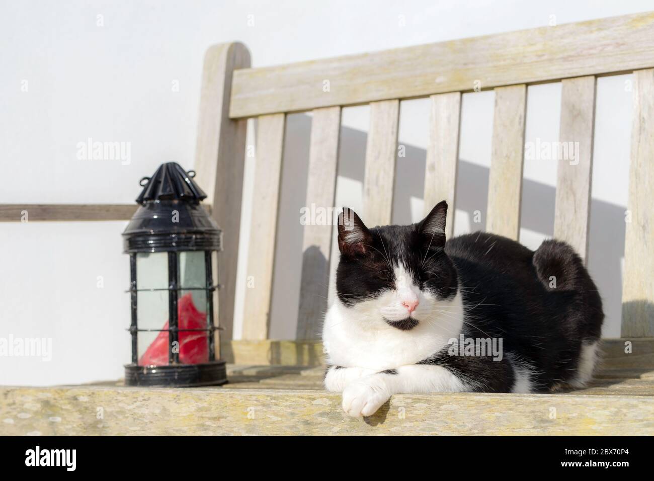 Cat sleep on the bench seat at the garden Stock Photo - Alamy