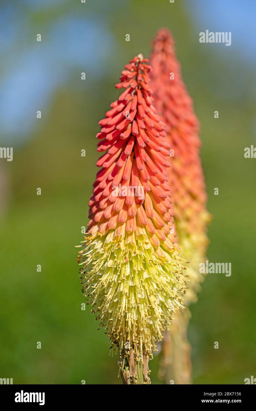 Plants yellow eremurus hi-res stock photography and images - Alamy