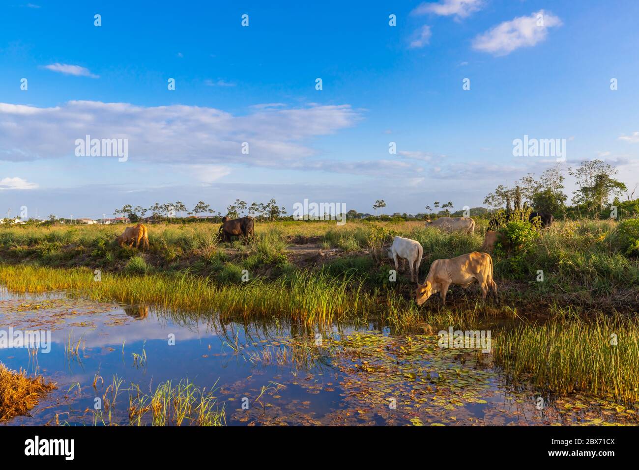 Herd Of Cows On Grassy Landscape In Suriname Stock Photo