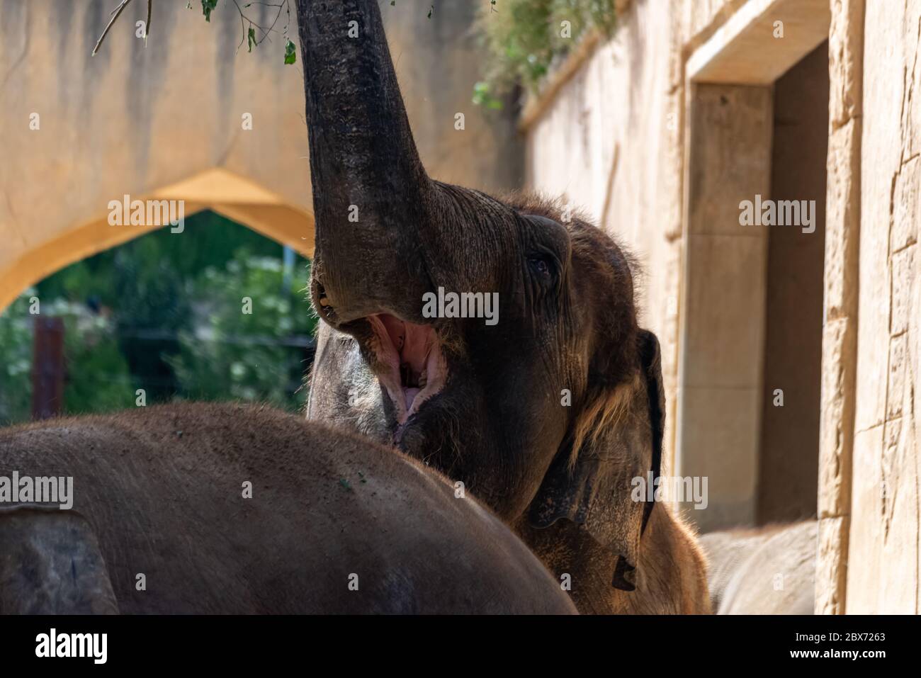 Elephant shows his mouth and raises his trunk Stock Photo