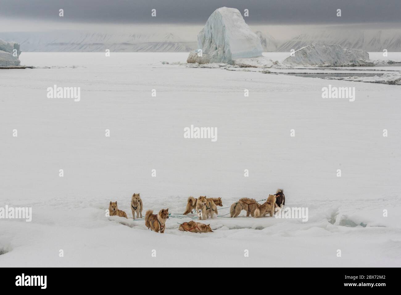 Das Hundegespann wartet auf die Rückkehr des Jägers. Die Hunde sind an der Eiskante abseits des Schlittens festgemacht Stock Photo