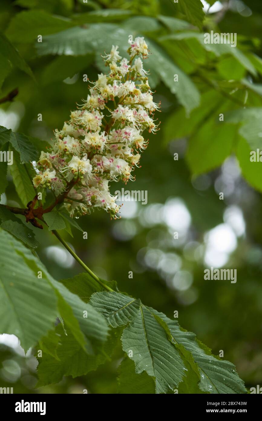 White flowers on chestnut tree hi-res stock photography and images - Alamy
