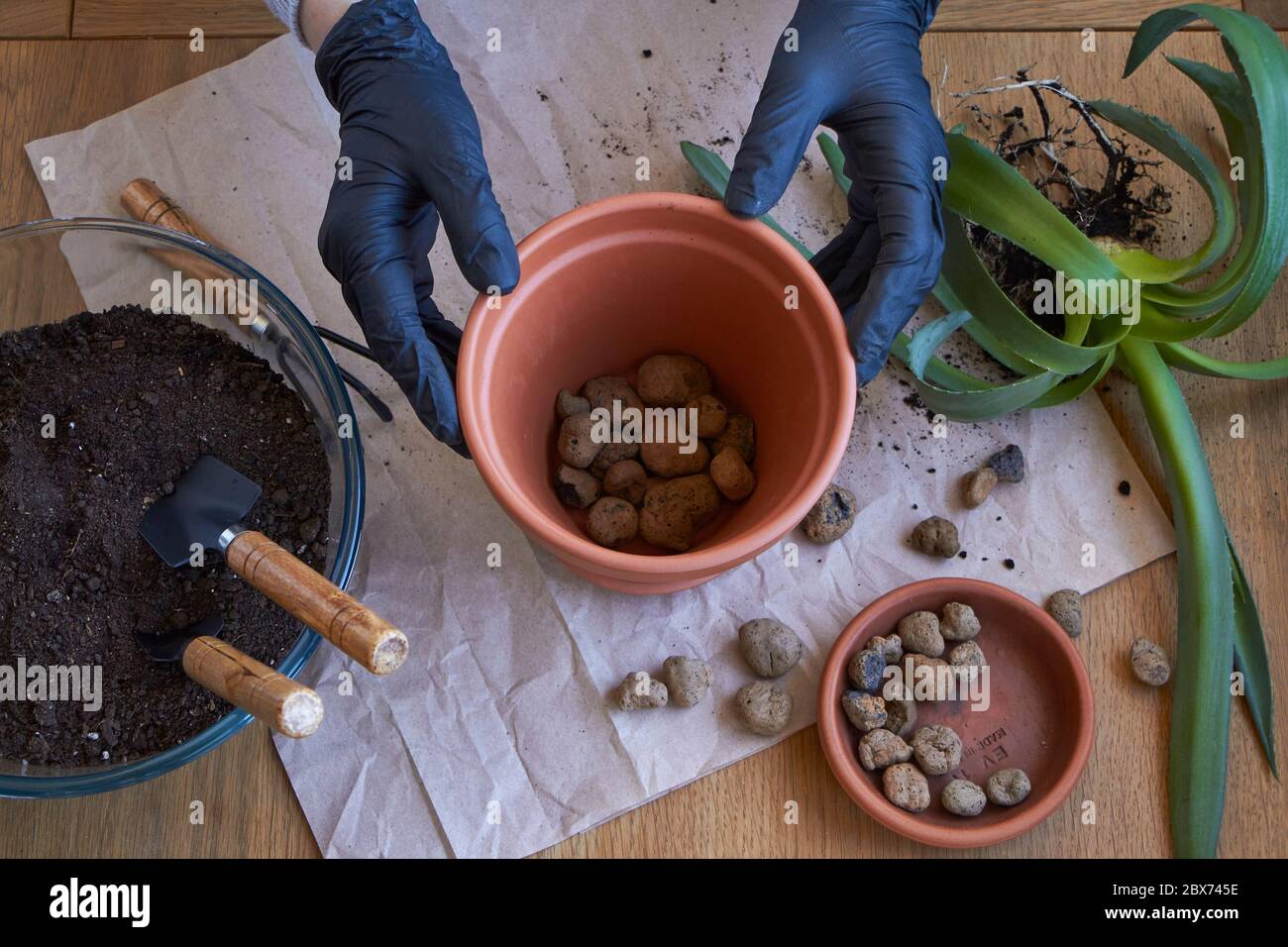 Step by step transplanting home plant aloe vera into clay flower pot, female hands transplant plant into home garden Stock Photo