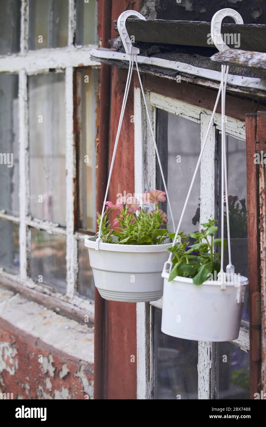 Two flower pots with petunias on old peeling window background in ruins of house, selective focus Stock Photo