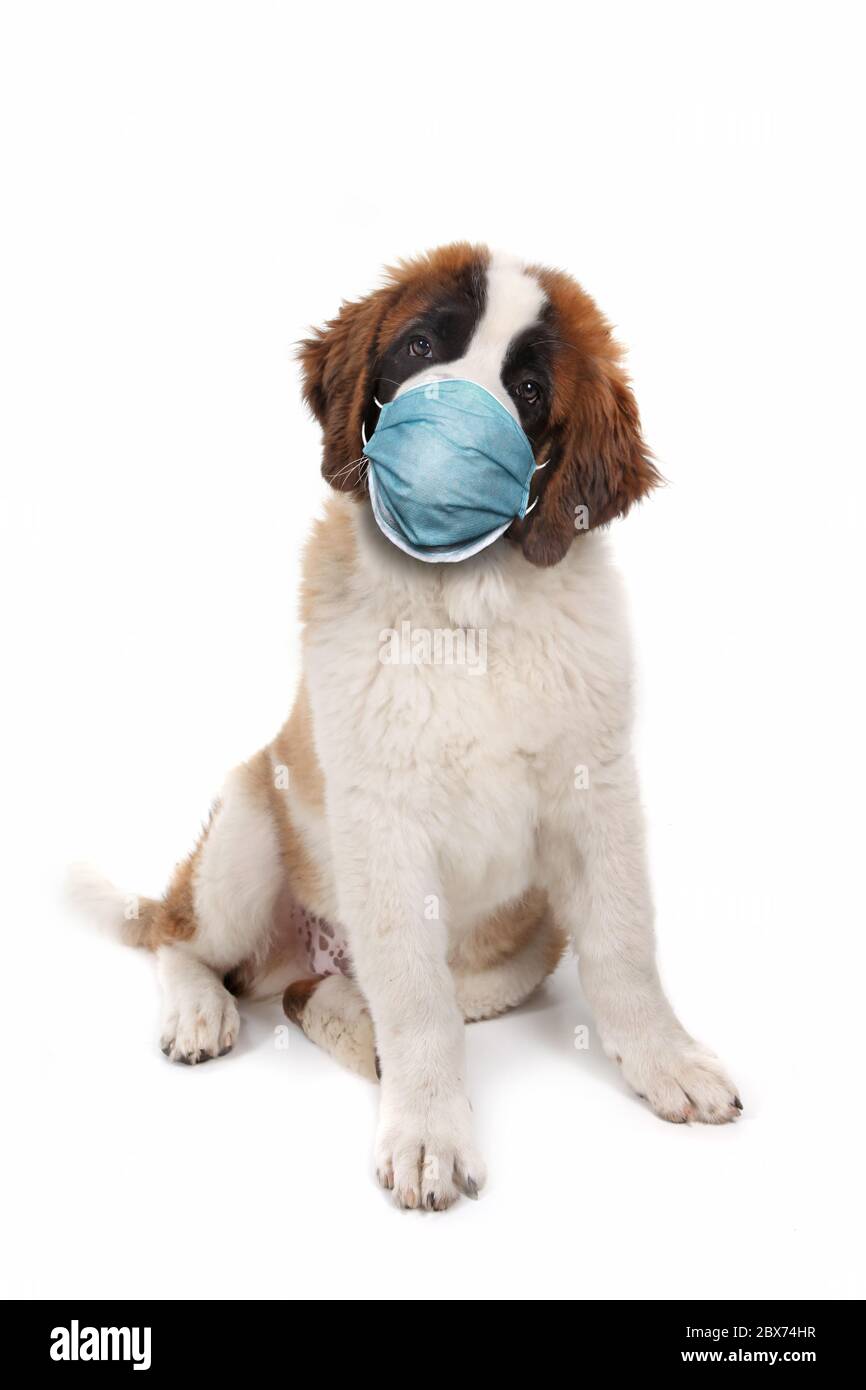 St bernard shop muzzle