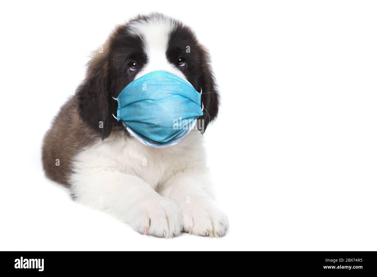 Adorable Saint Bernard Puppy Sitting Wearing PPE Mask Stock Photo