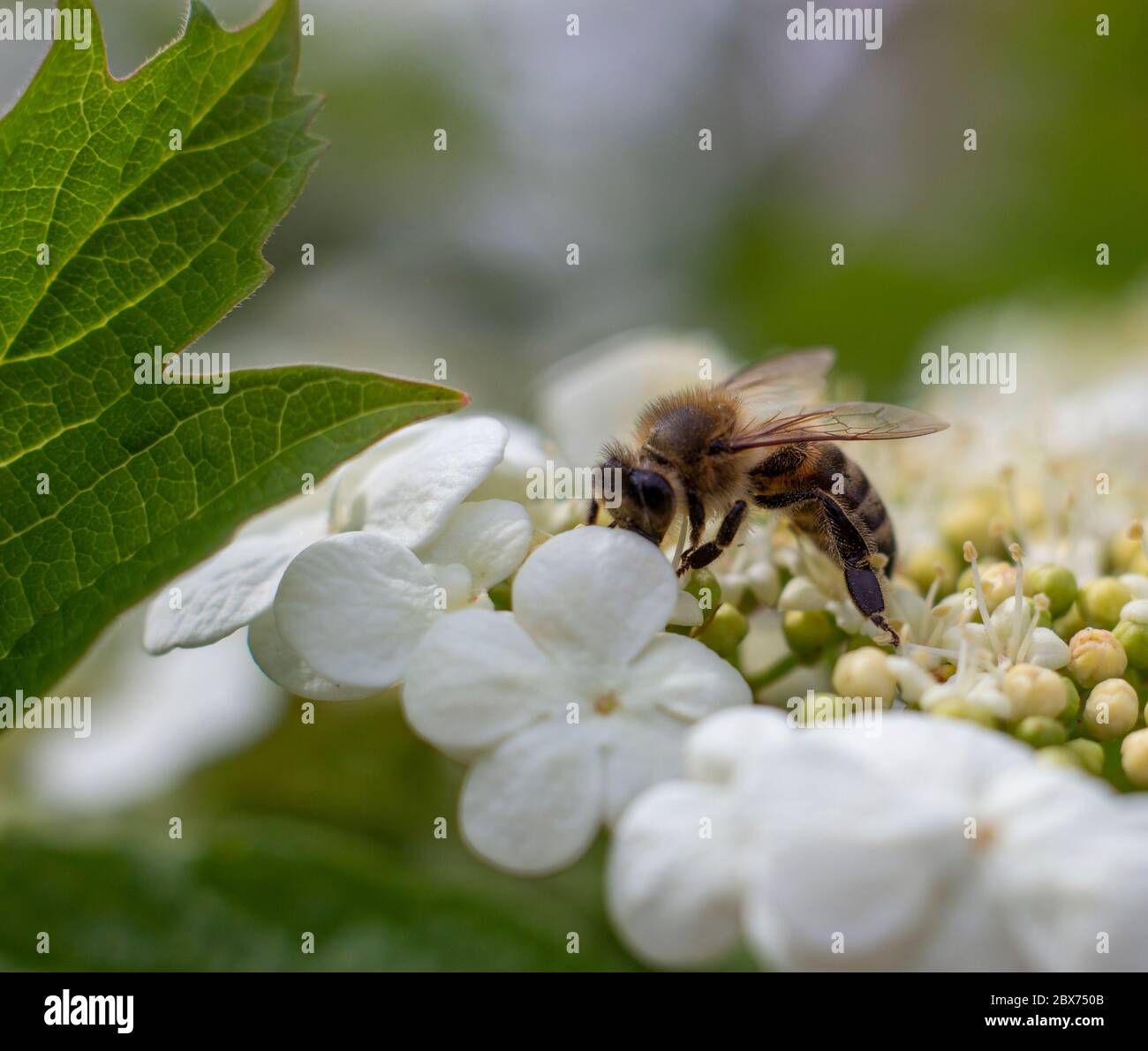 The bee collects nectar on viburnum flowers Stock Photo Alamy