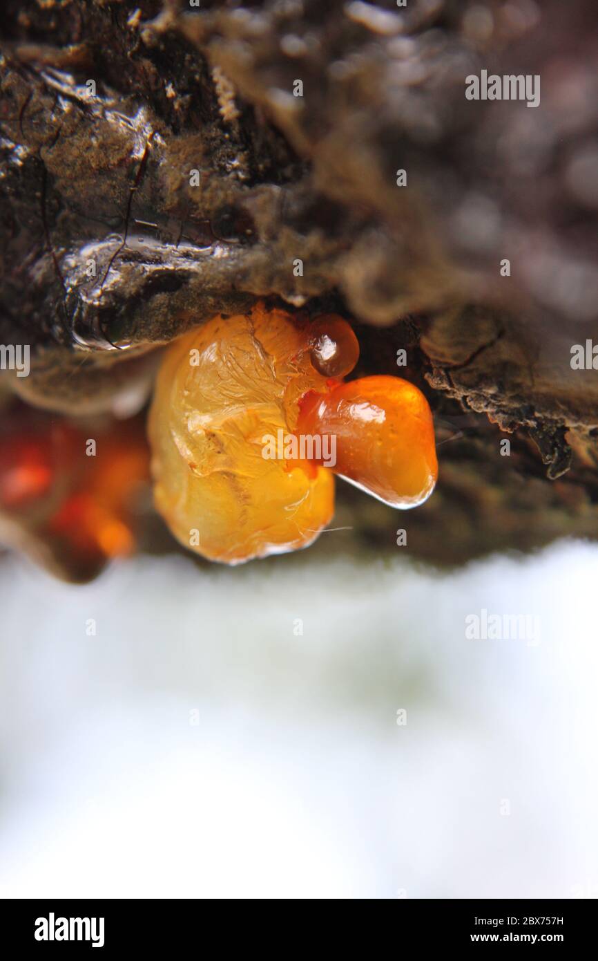 Chicago local tree fungus dripping from a cherry tree branch in the backyard garden, gummosis, Cytospora canker. Stock Photo