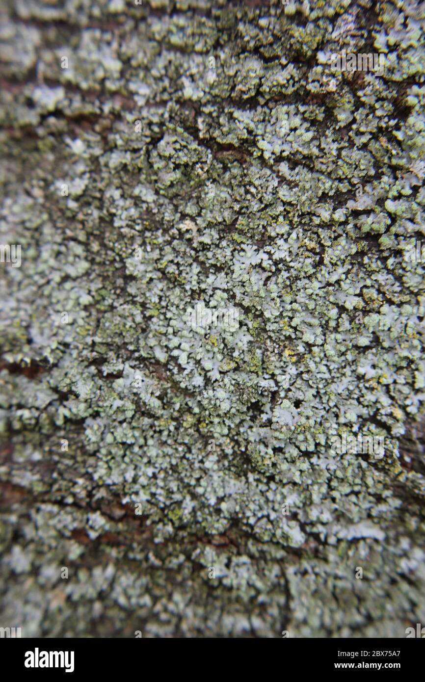 Green lichen growing on the cherry tree in the backyard garden. Stock Photo