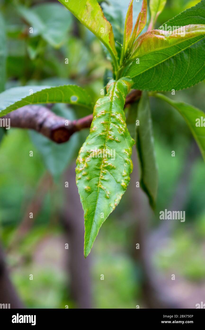 Taphrina deformans, bacterial blight on peach leaf, fruit tree disease. Stock Photo