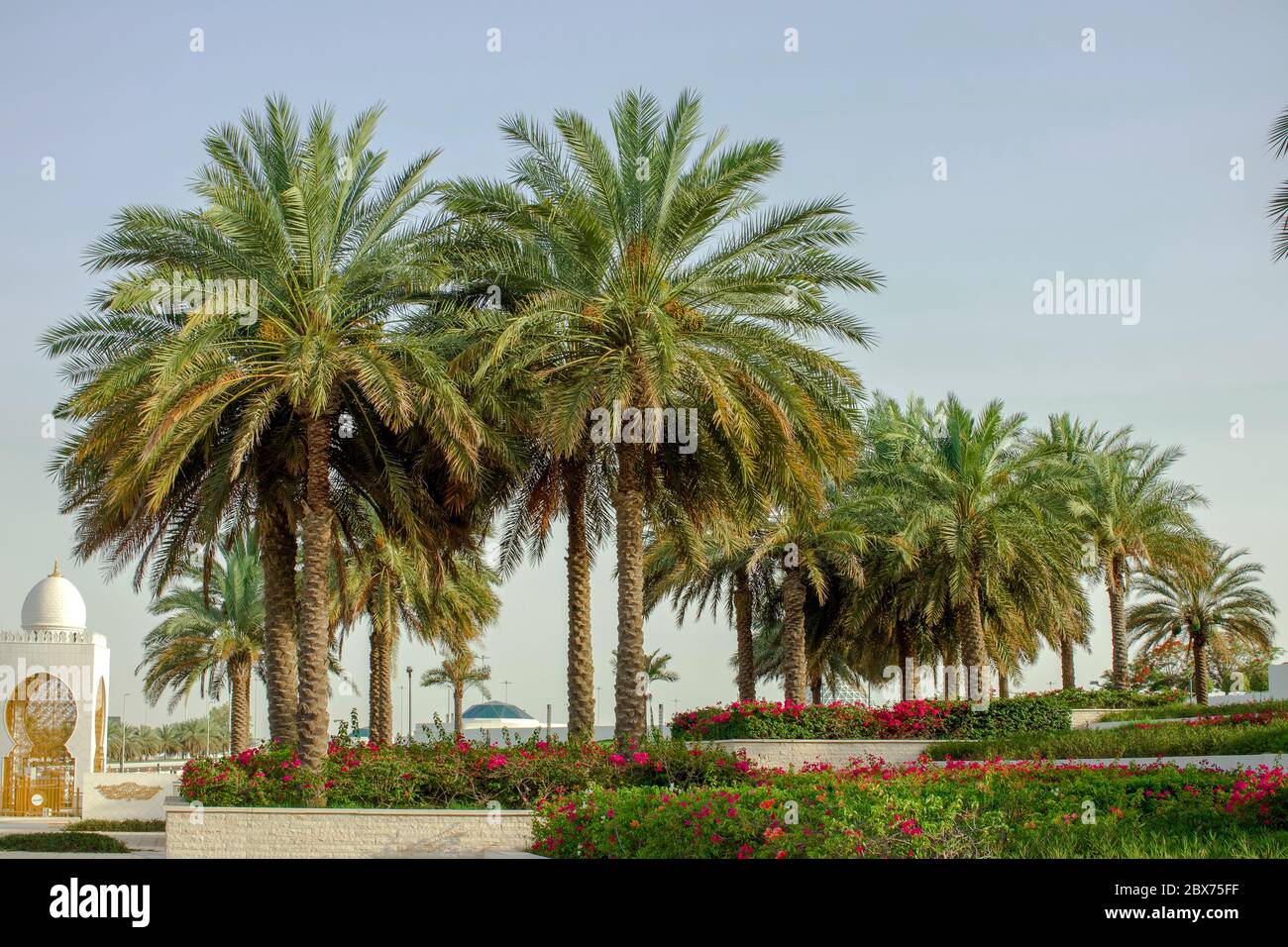 palm trees in middle east united arab emirates Stock Photo Alamy