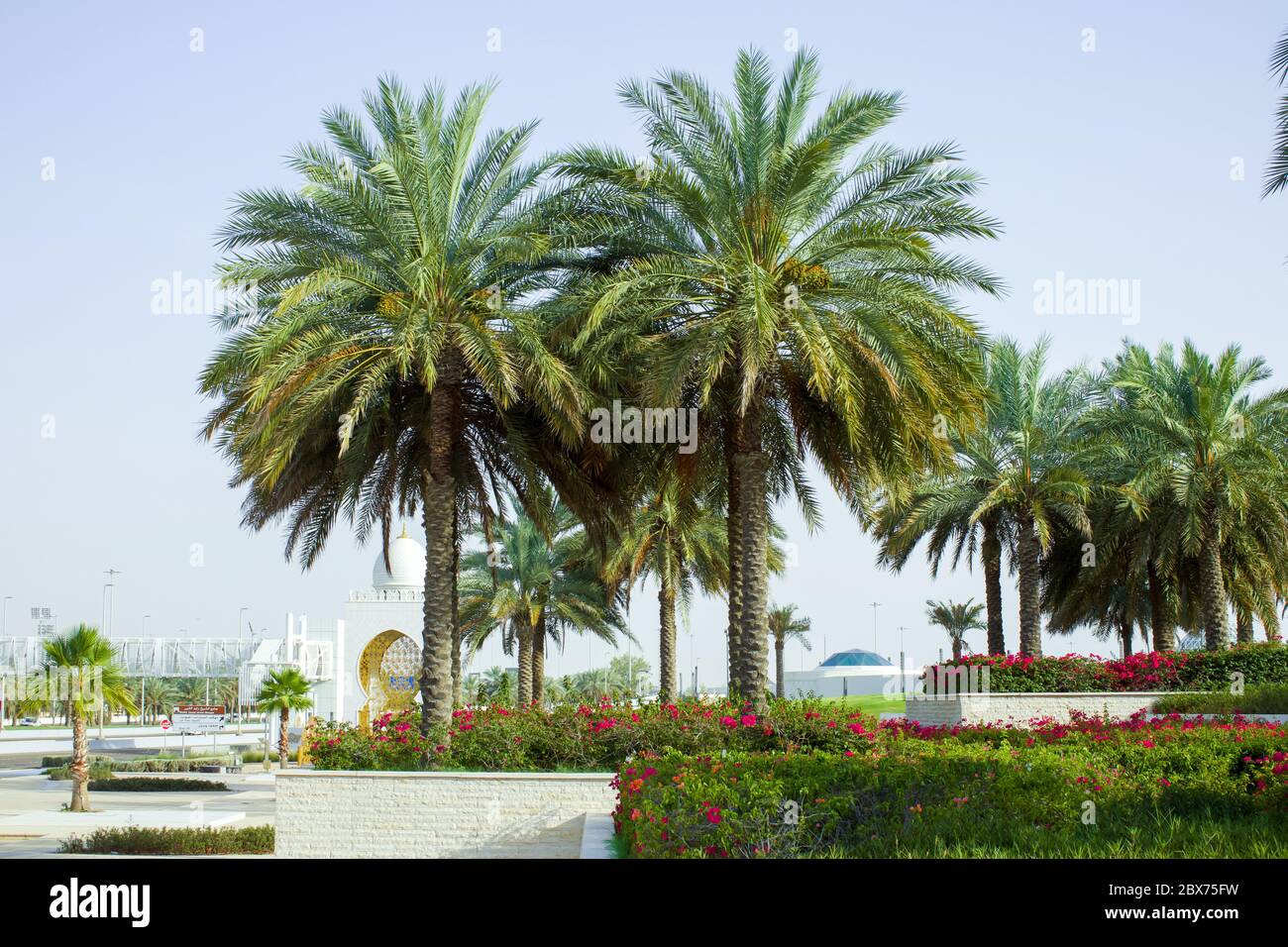 palm trees in middle east united arab emirates Stock Photo Alamy