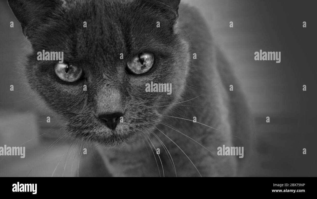 Close Up Of A Grey Cat Looking At The Camera Hight Quality Photo